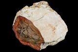 Wide Petrified Wood (Araucaria) Limb - Madagascar #167224-1